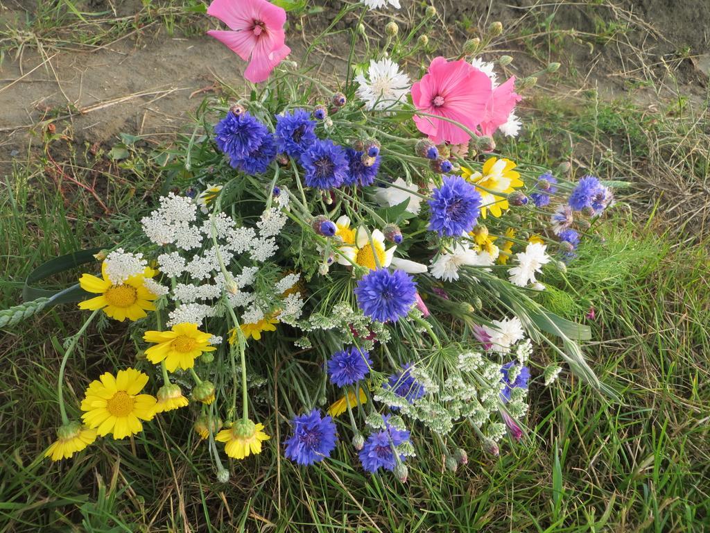 Boerderijcamping Plantlust Veere Rom bilde
